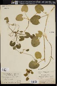 Centella asiatica image