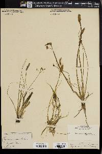 Sagittaria natans image