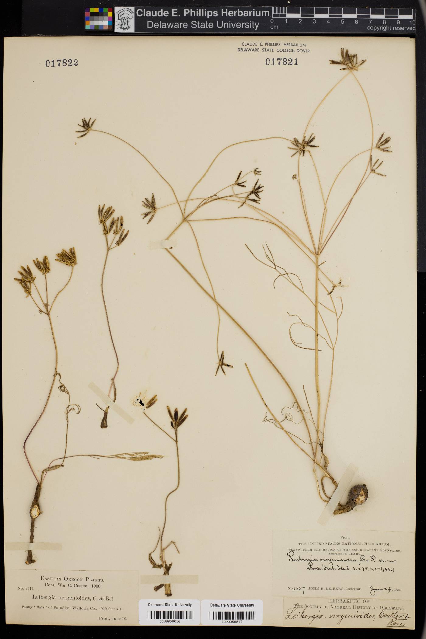 Leibergia orogenioides image