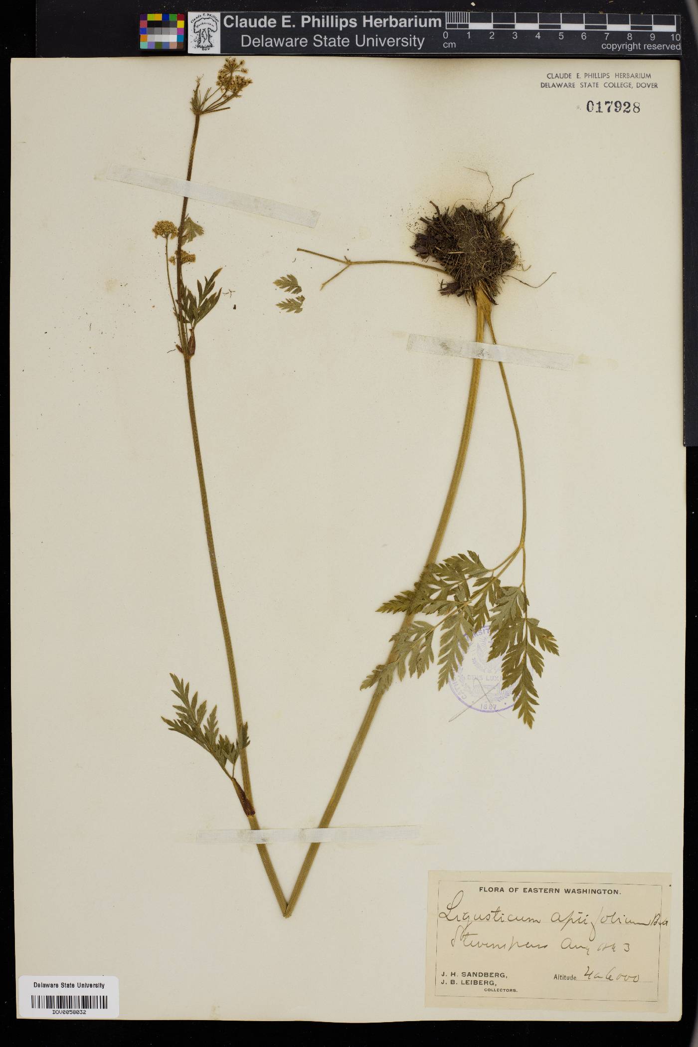 Ligusticum apiifolium image