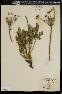 Ligusticum apiodorum image