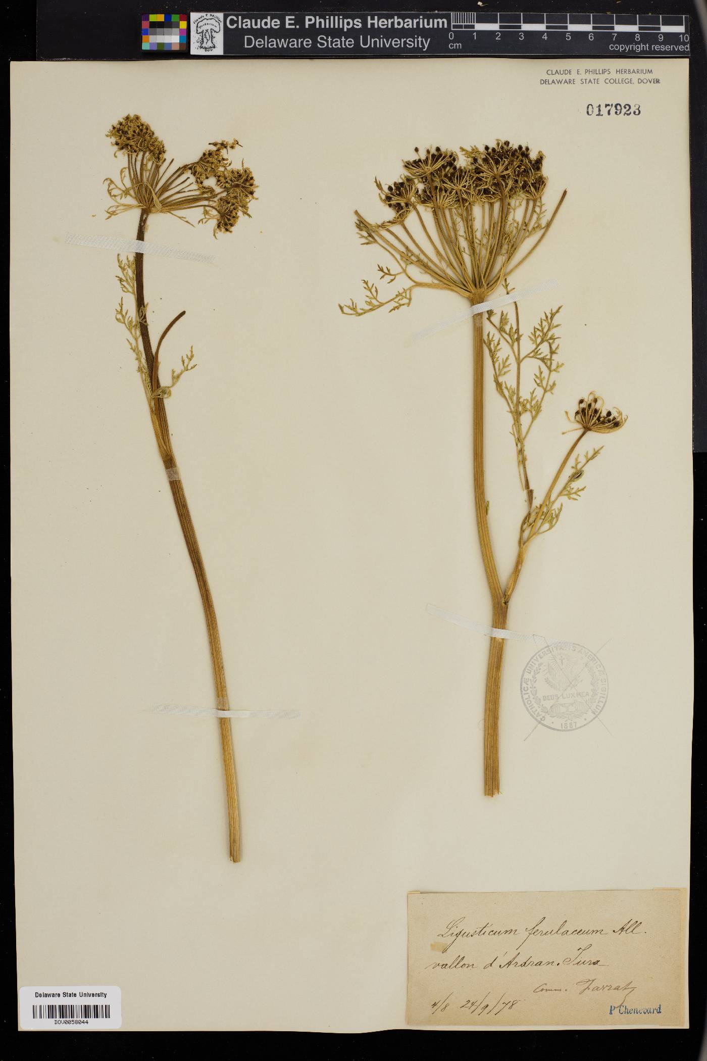 Ligusticum ferulaceum image