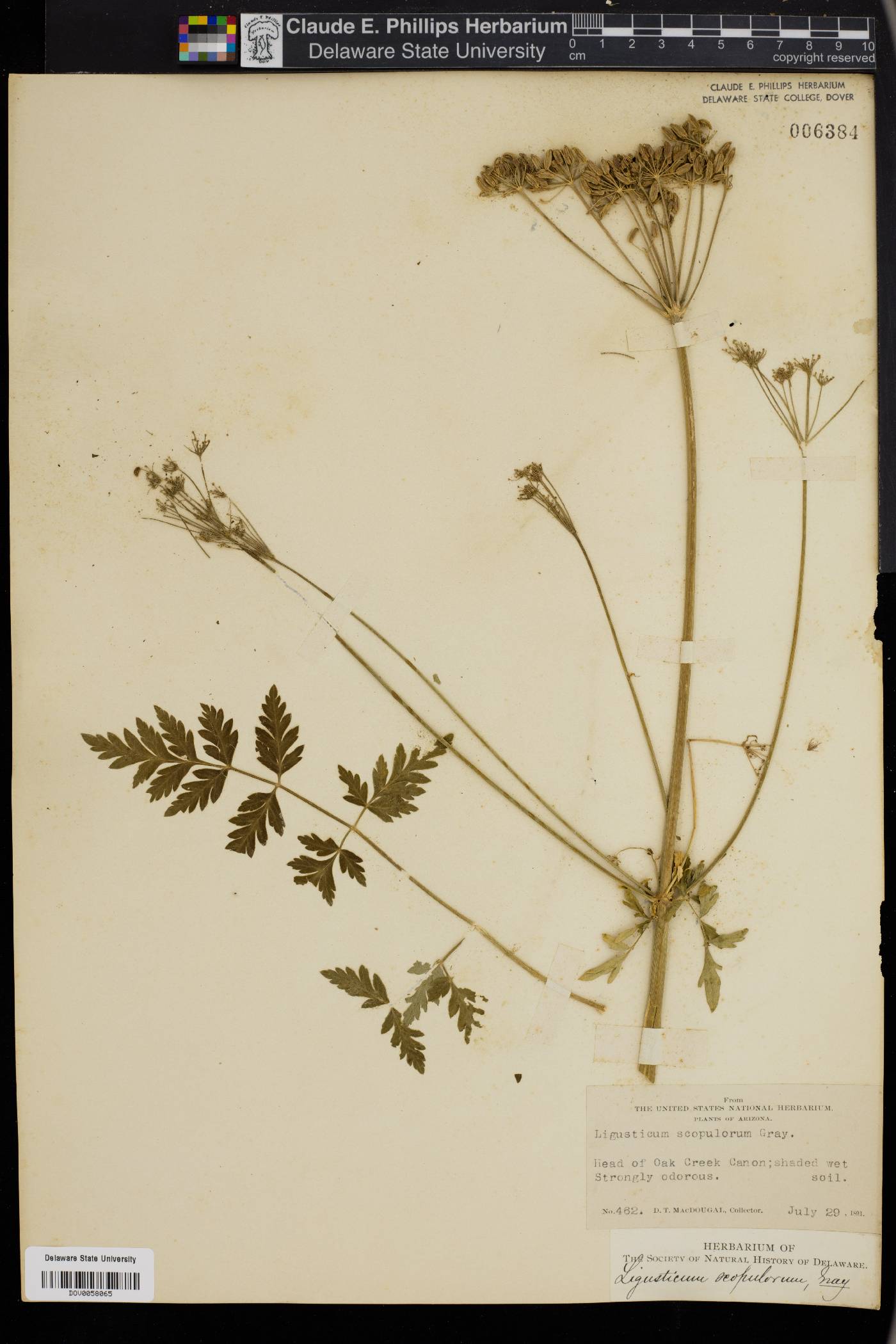 Ligusticum scopulorum image