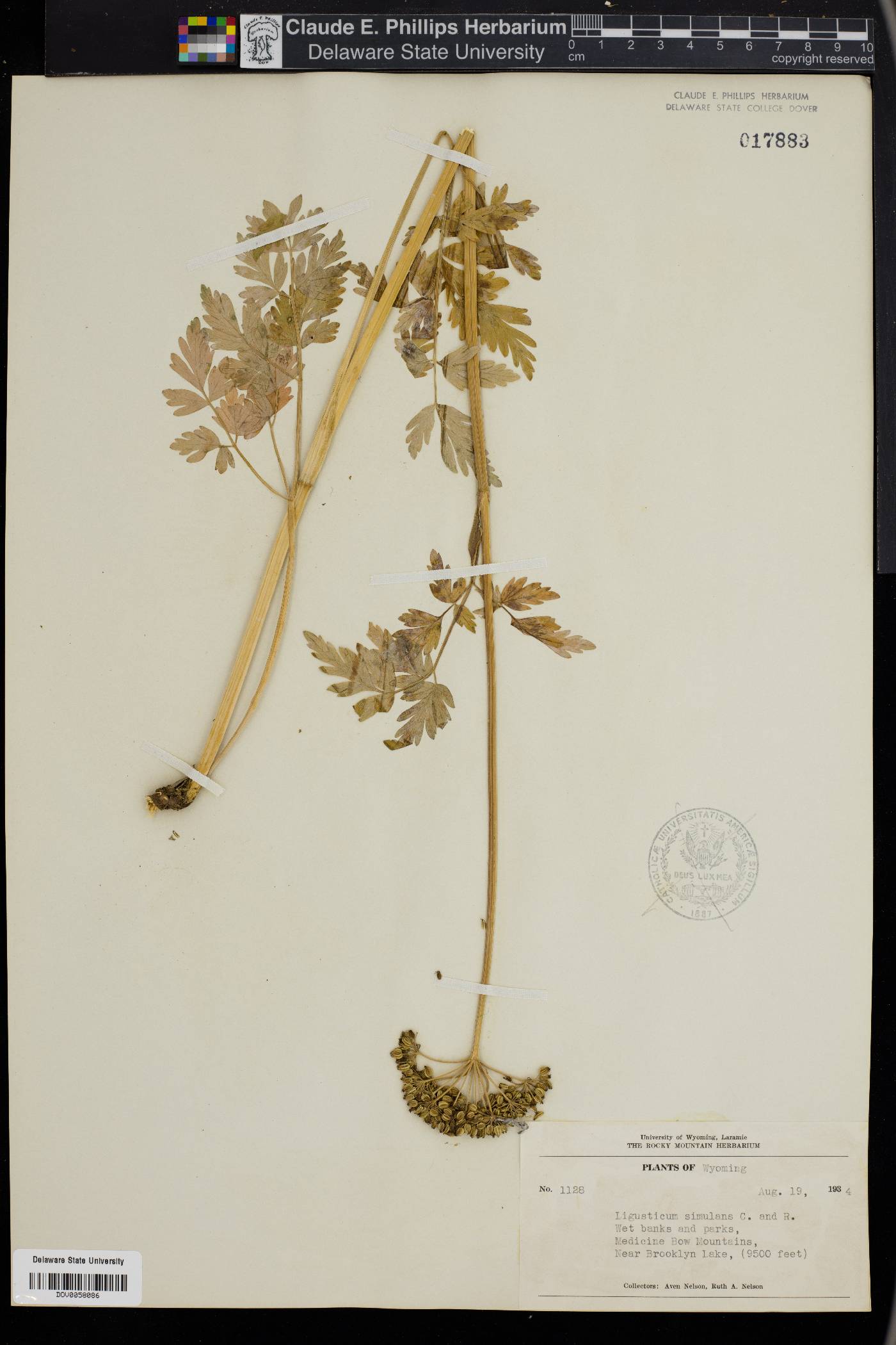 Ligusticum simulans image