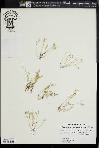 Limnosciadium pinnatum image