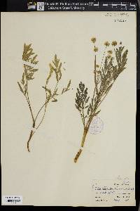 Lomatium nevadense image