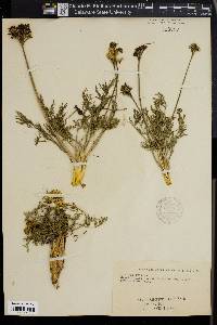 Lomatium caruifolium image