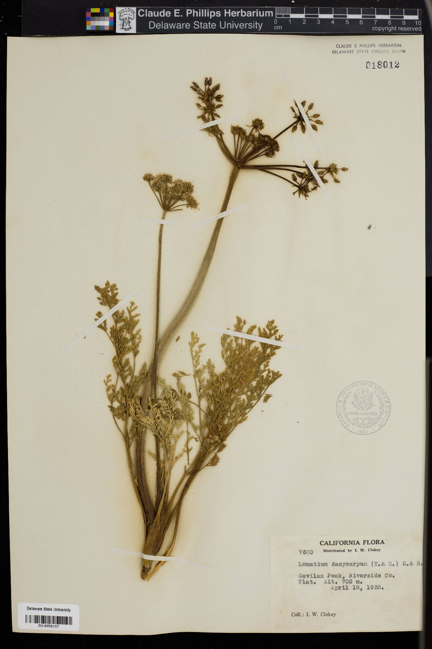 Lomatium dasycarpum image