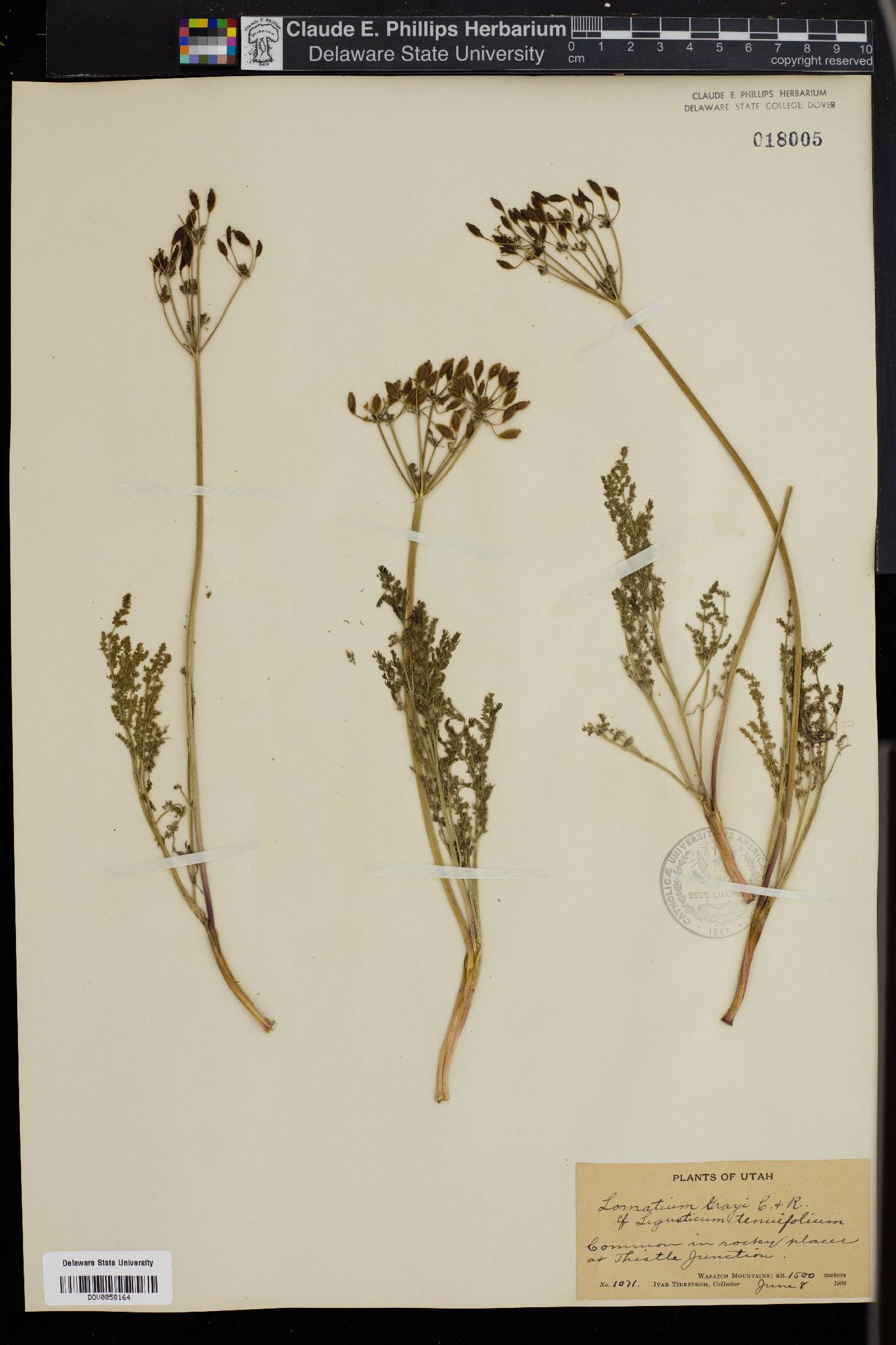 Lomatium geyeri image