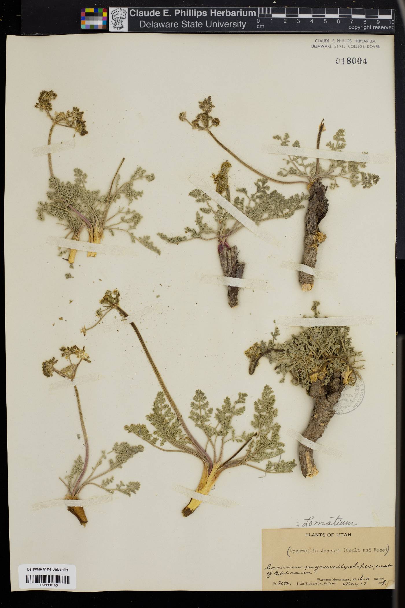 Lomatium geyeri image