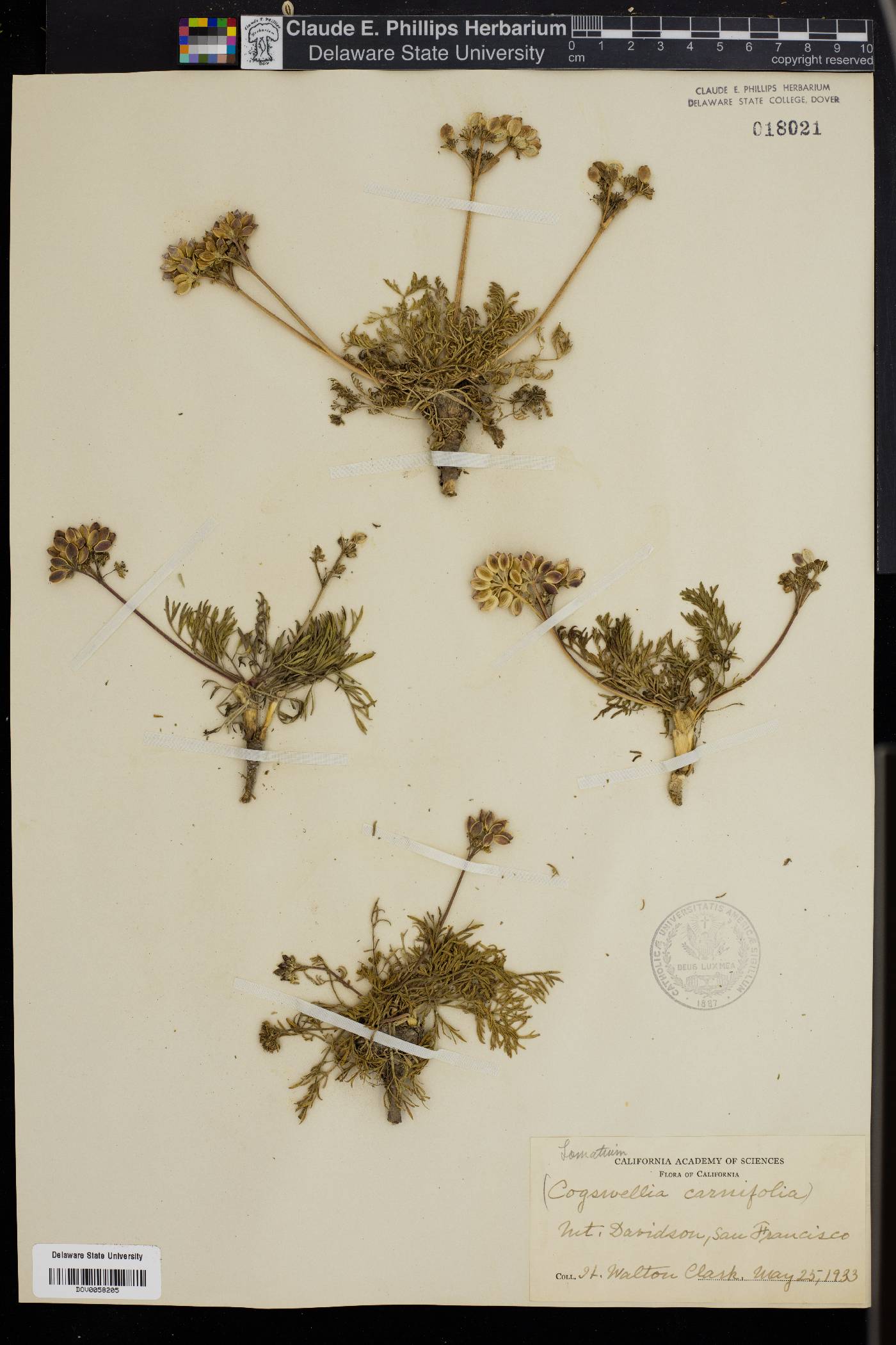 Lomatium californicum image