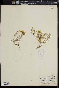 Lomatium vaseyi image