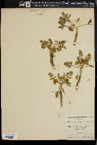 Musineon trachyspermum image
