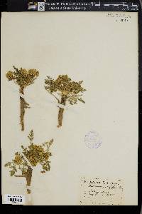 Musineon trachyspermum image