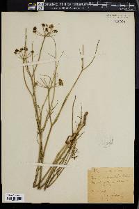 Oenanthe peucedanifolia image