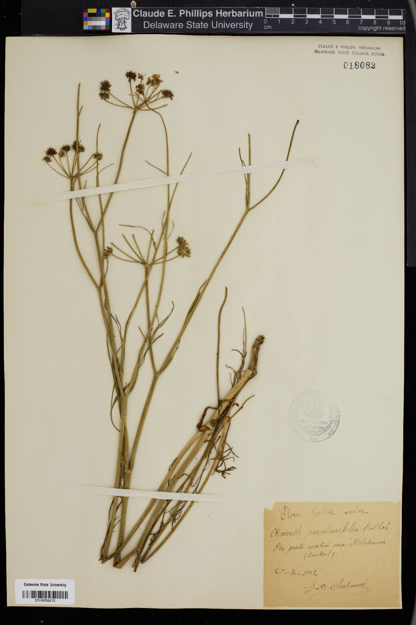 Oenanthe peucedanifolia image