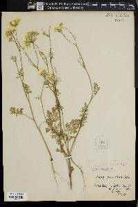 Orlaya grandiflora image