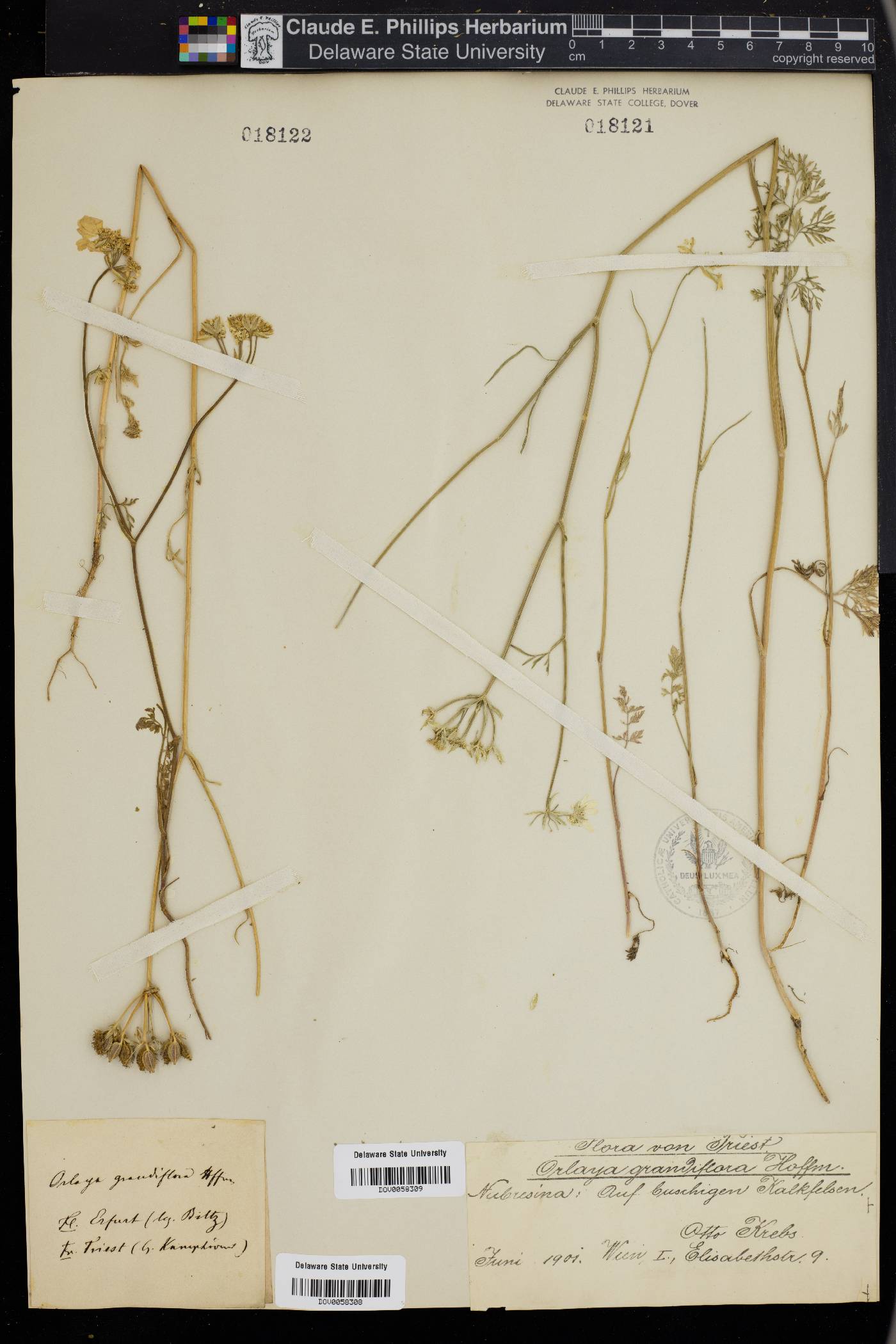 Orlaya grandiflora image