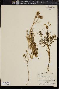 Peucedanum bicolor image