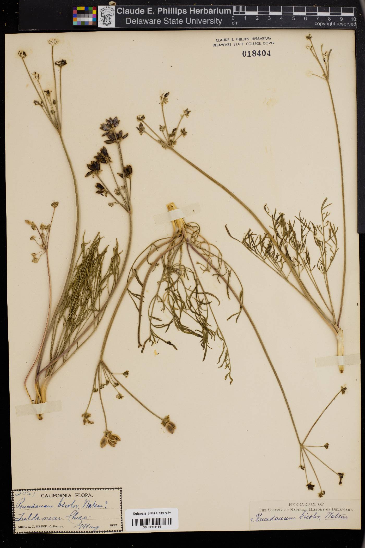 Peucedanum bicolor image