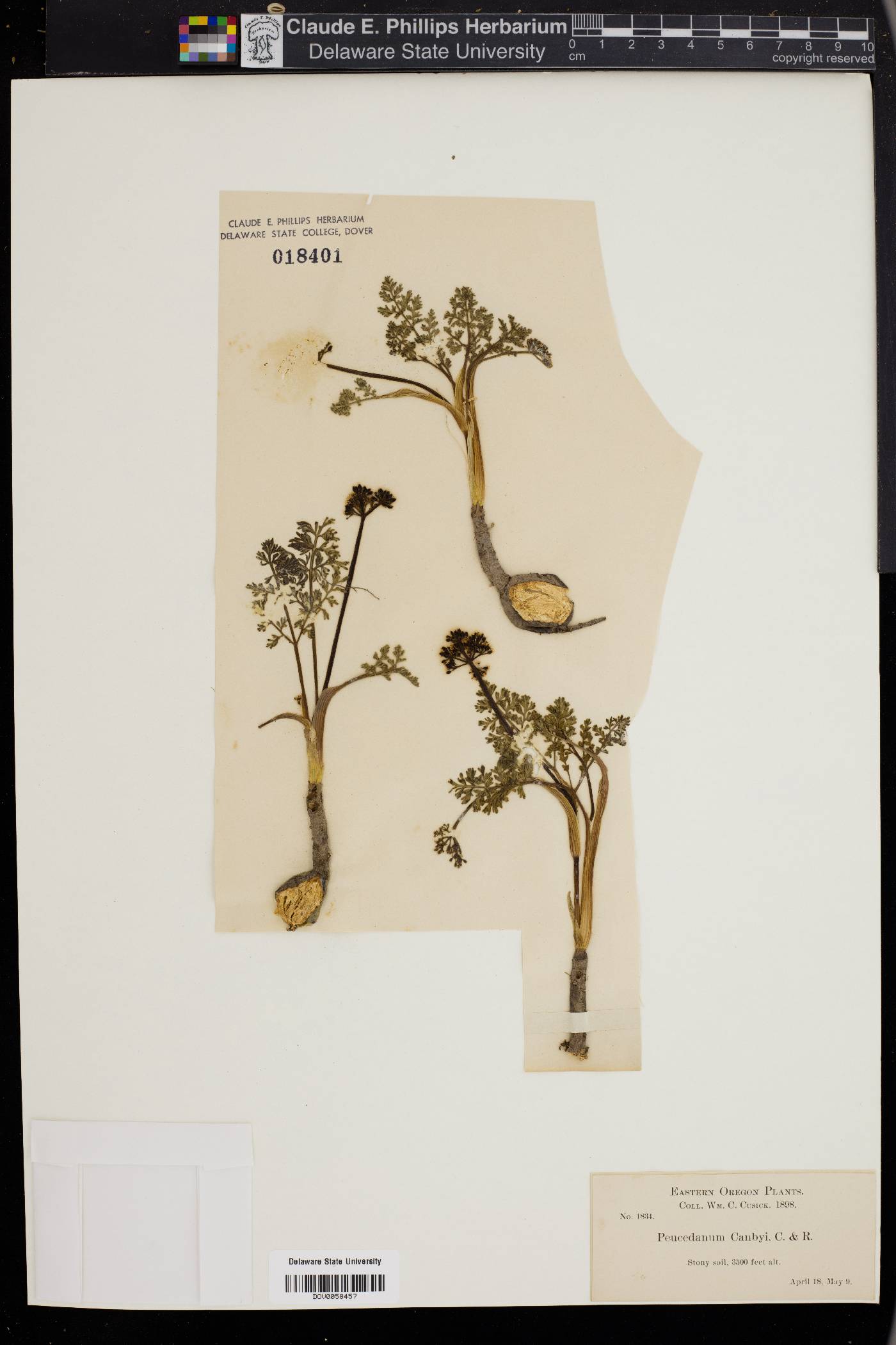 Peucedanum canbyi image