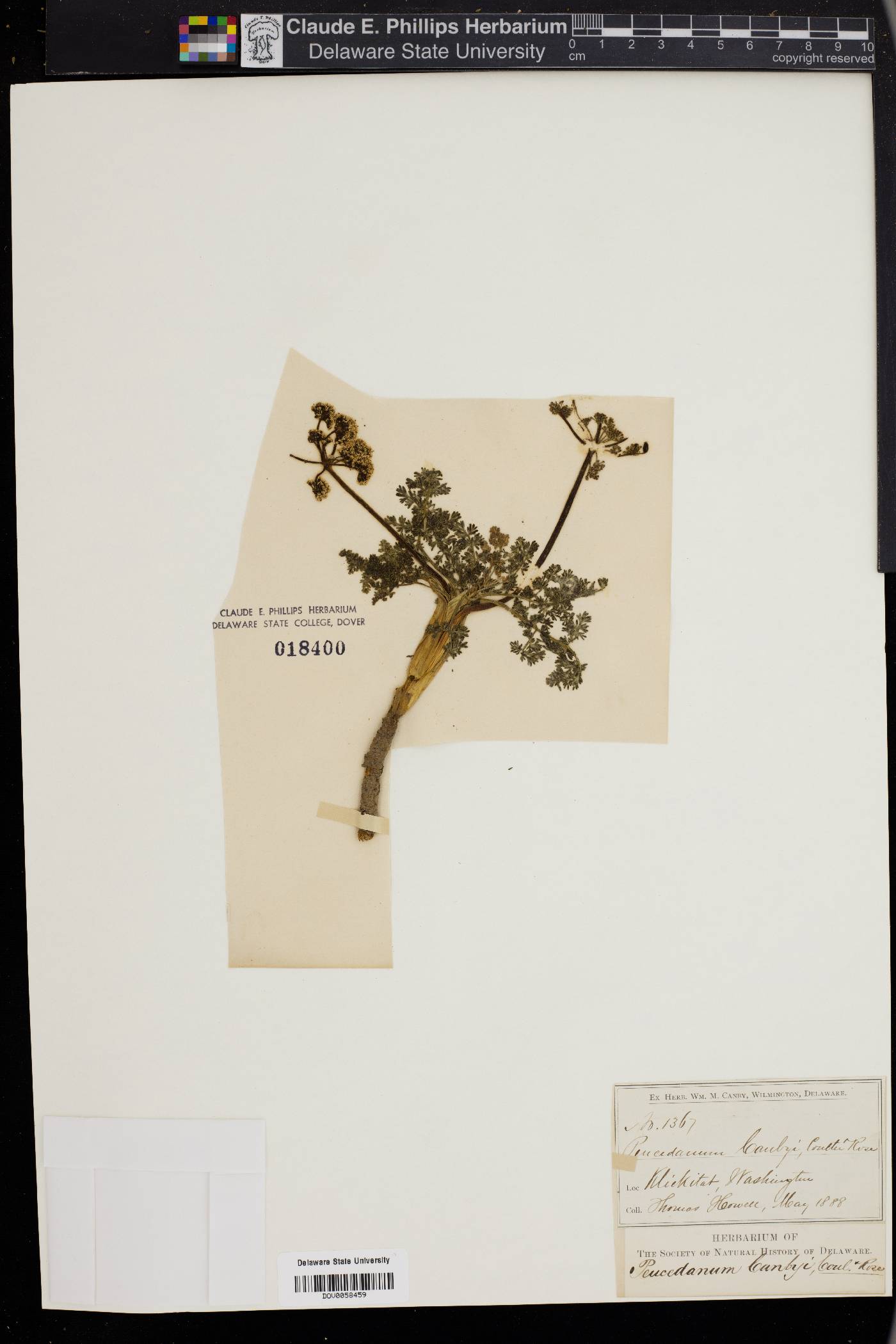 Peucedanum canbyi image