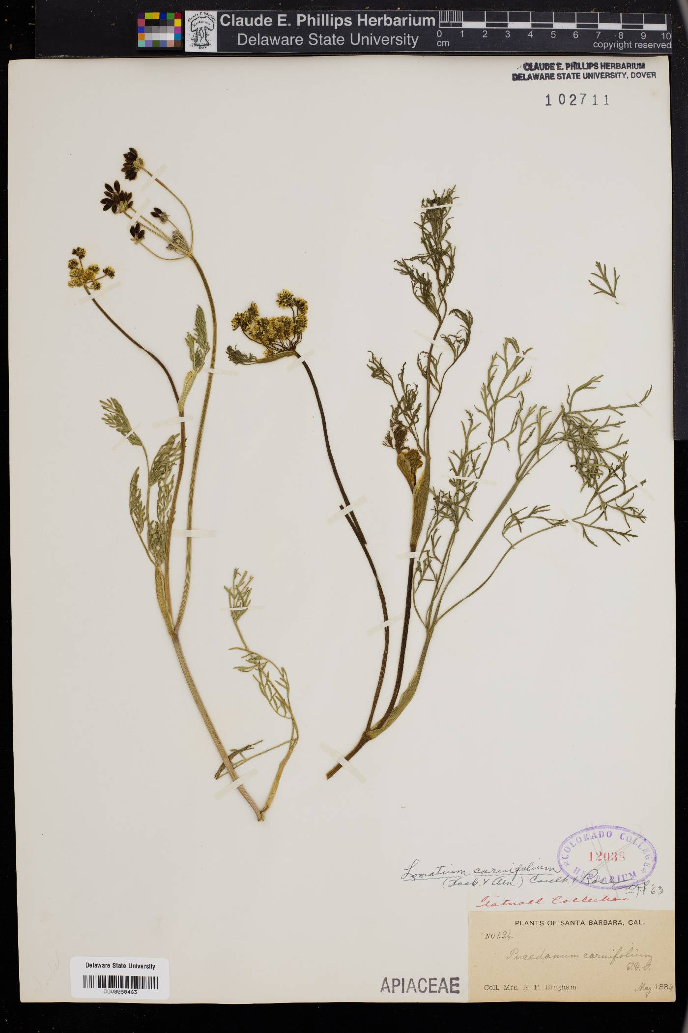 Dichoropetalum image