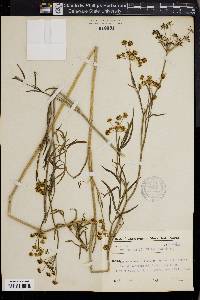 Dichoropetalum carvifolia image