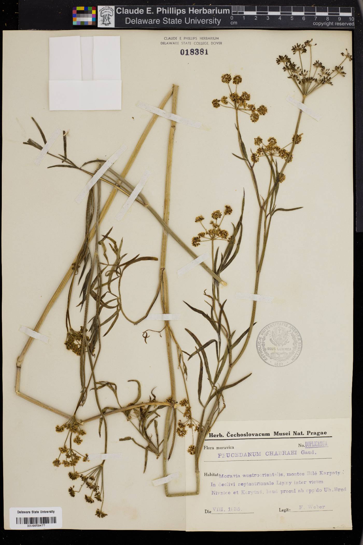 Dichoropetalum carvifolia image