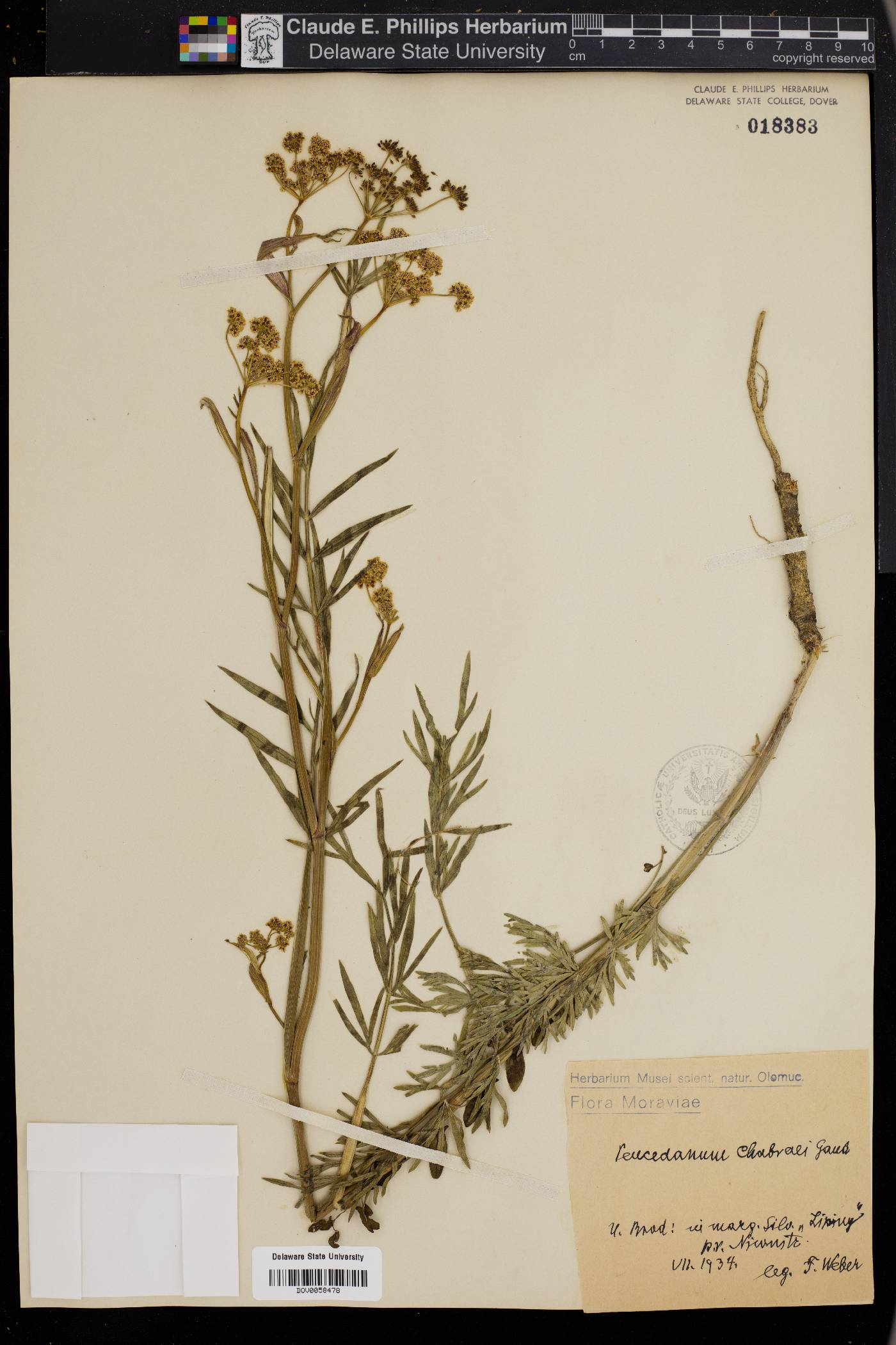 Dichoropetalum carvifolia image