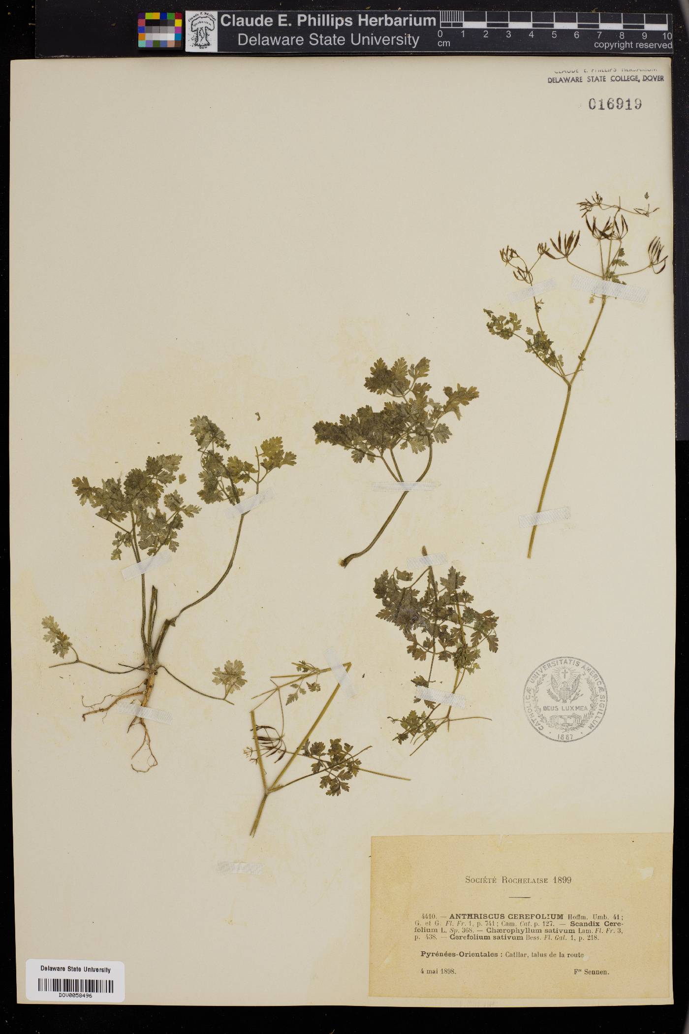 Anthriscus cerefolium image