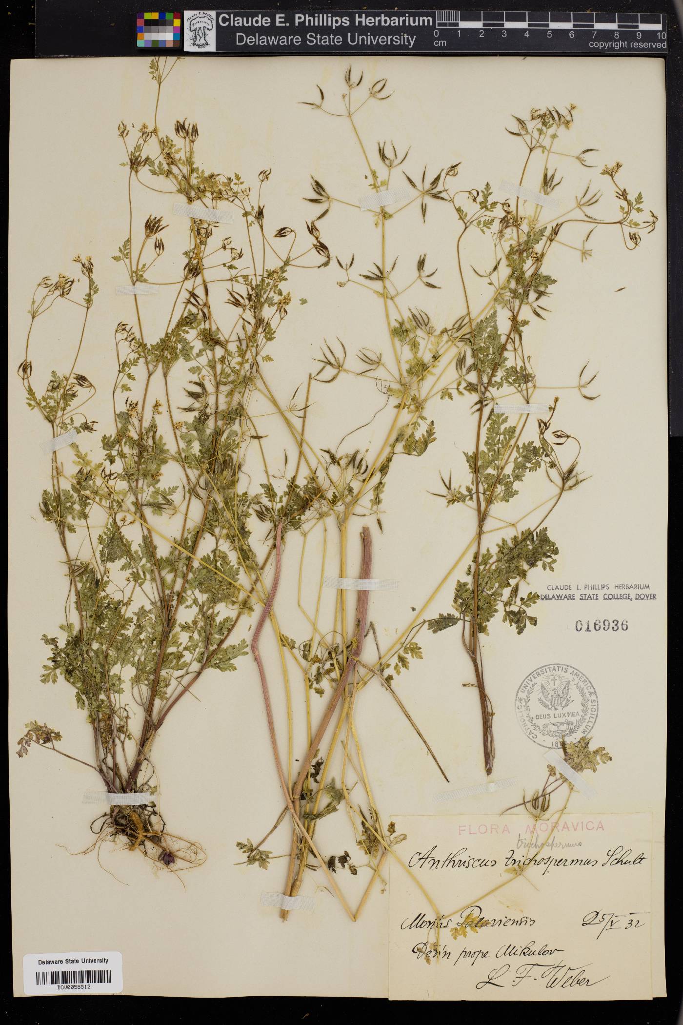 Anthriscus cerefolium image