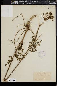 Peucedanum gallicum image