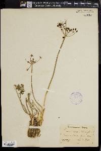 Lomatium grayi image