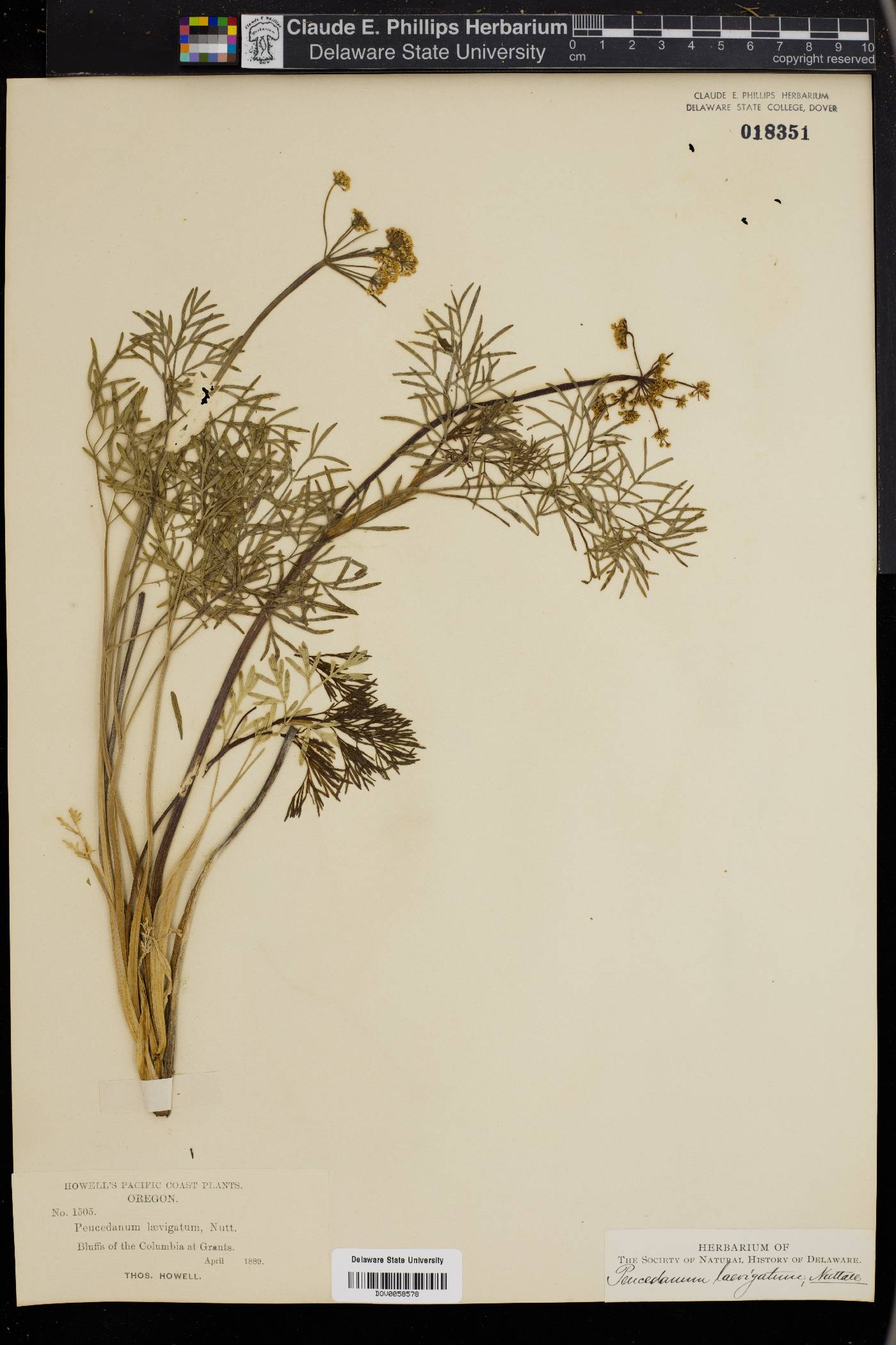 Peucedanum laevigatum image