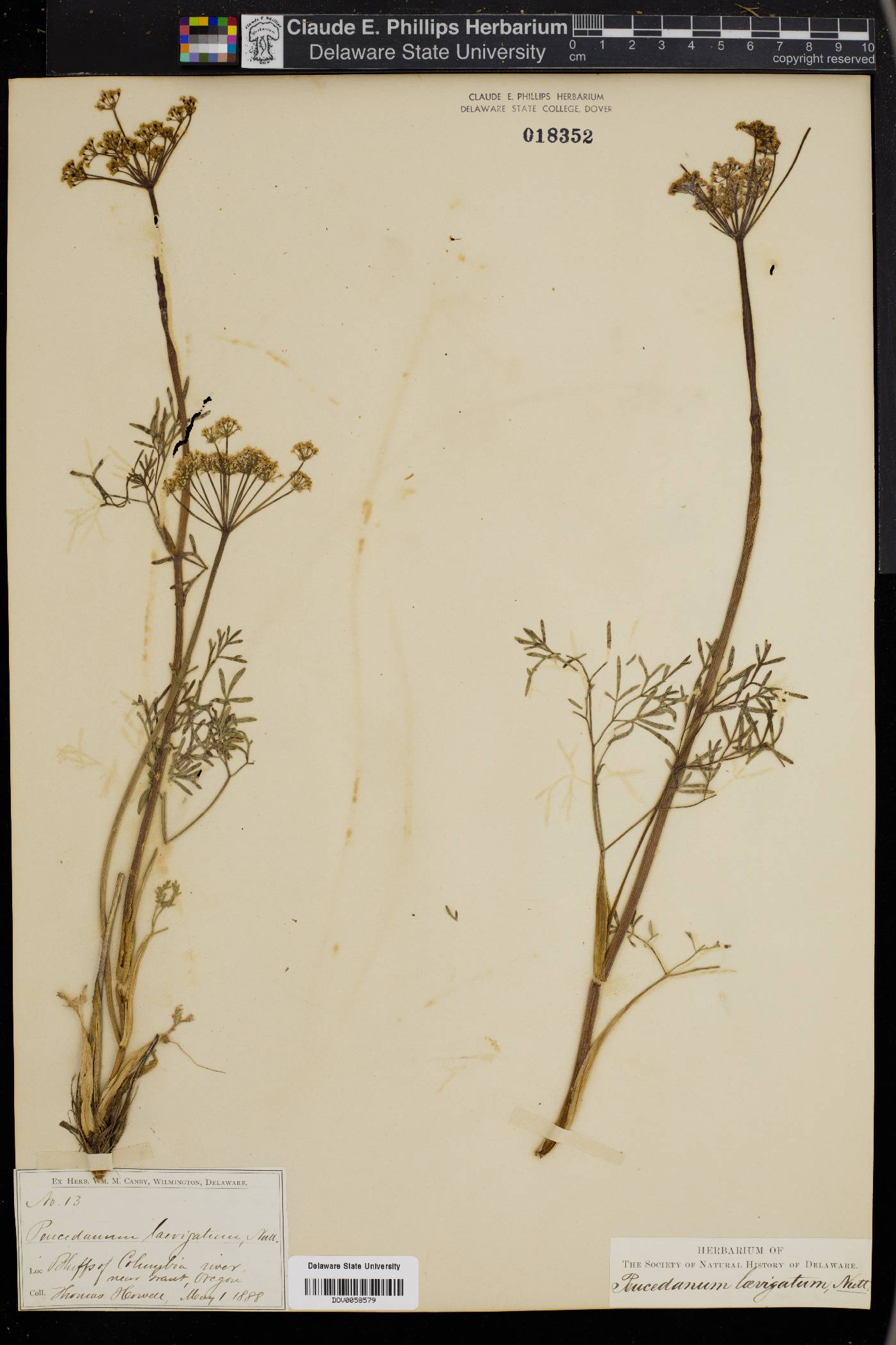 Peucedanum laevigatum image