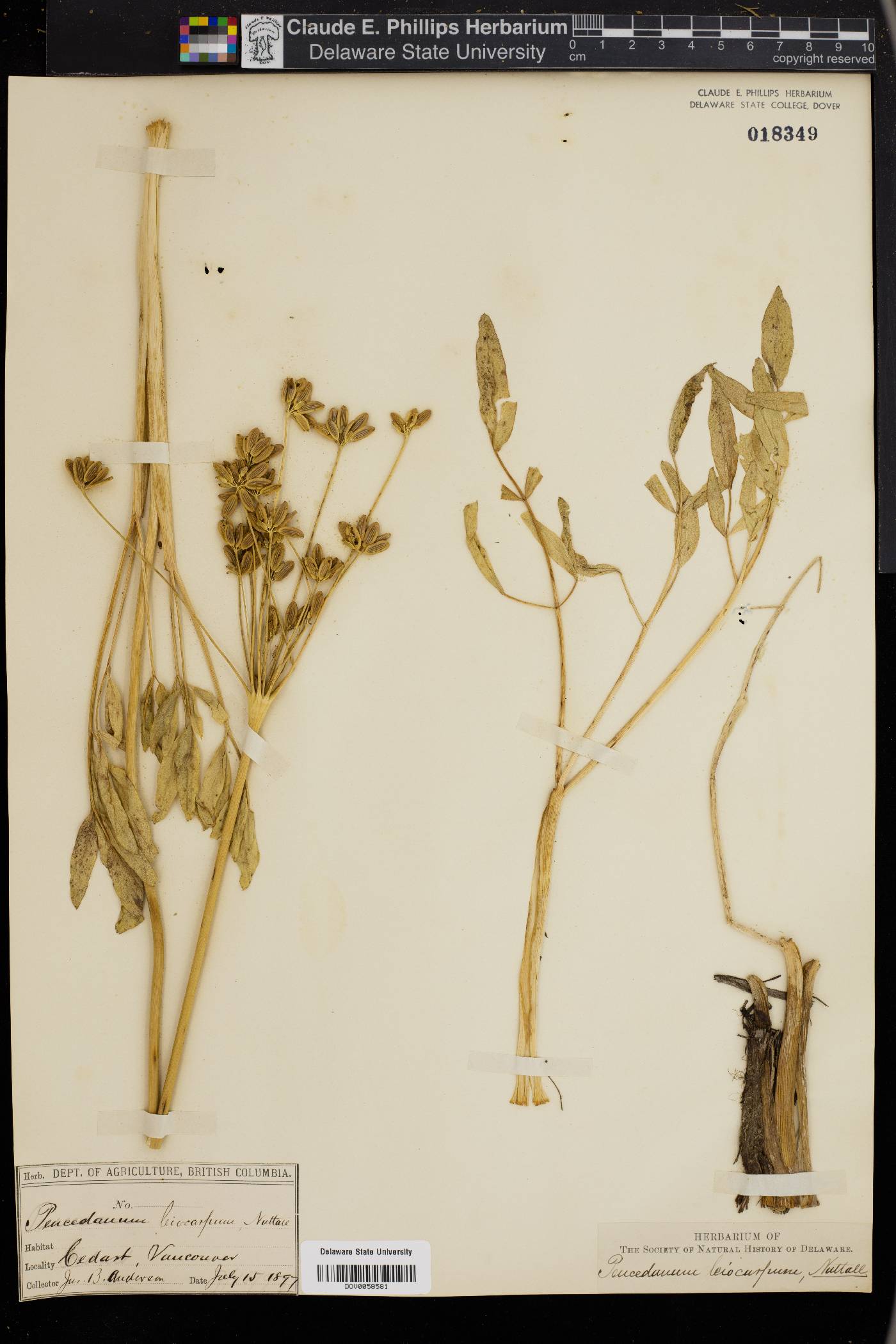 Peucedanum leiocarpum image