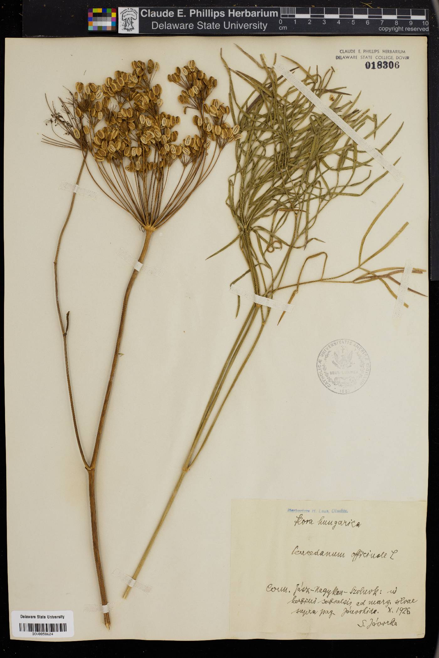 Peucedanum officinale image