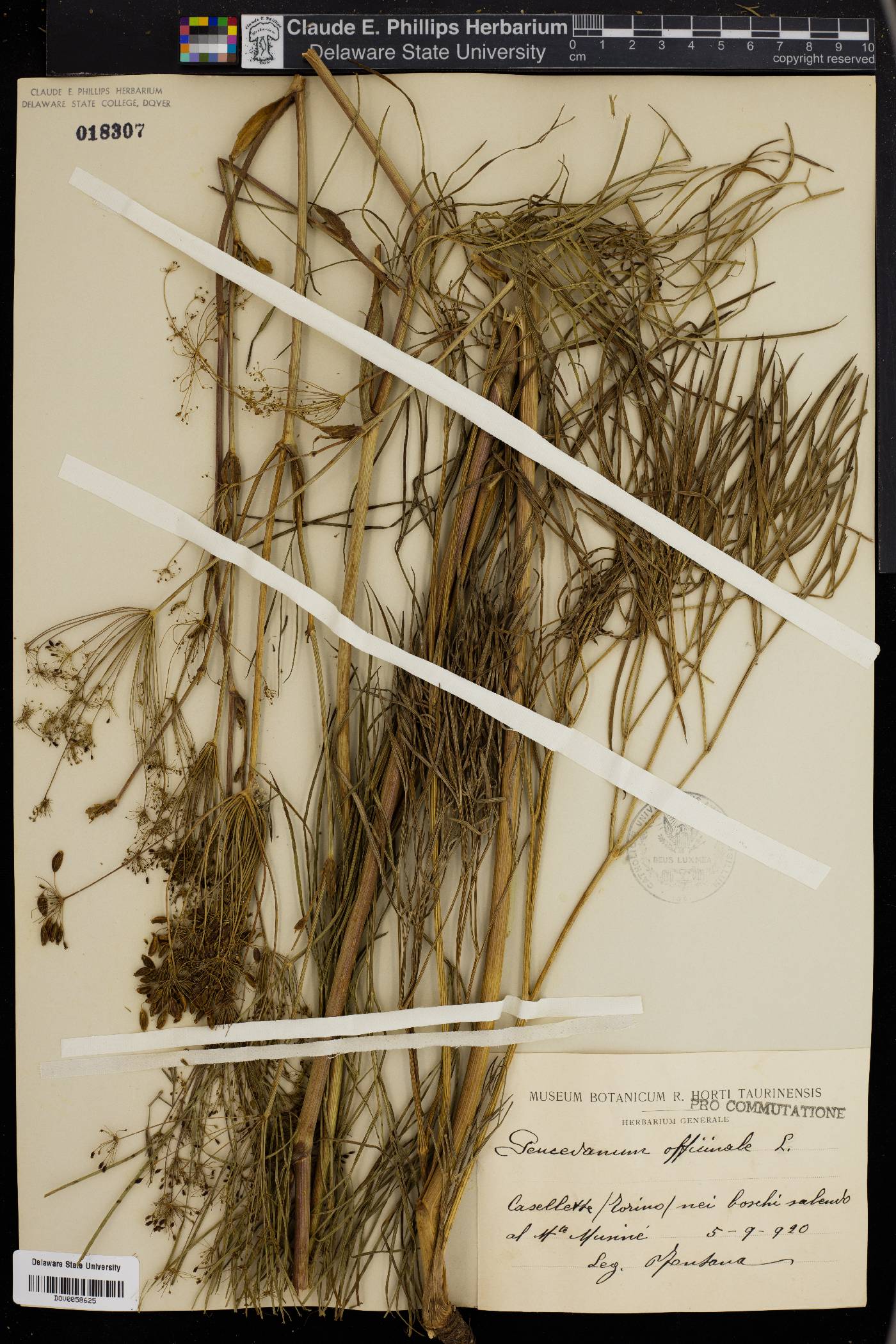 Peucedanum officinale image