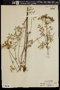 Peucedanum oreoselinum image