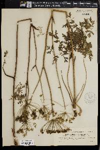 Peucedanum oreoselinum image