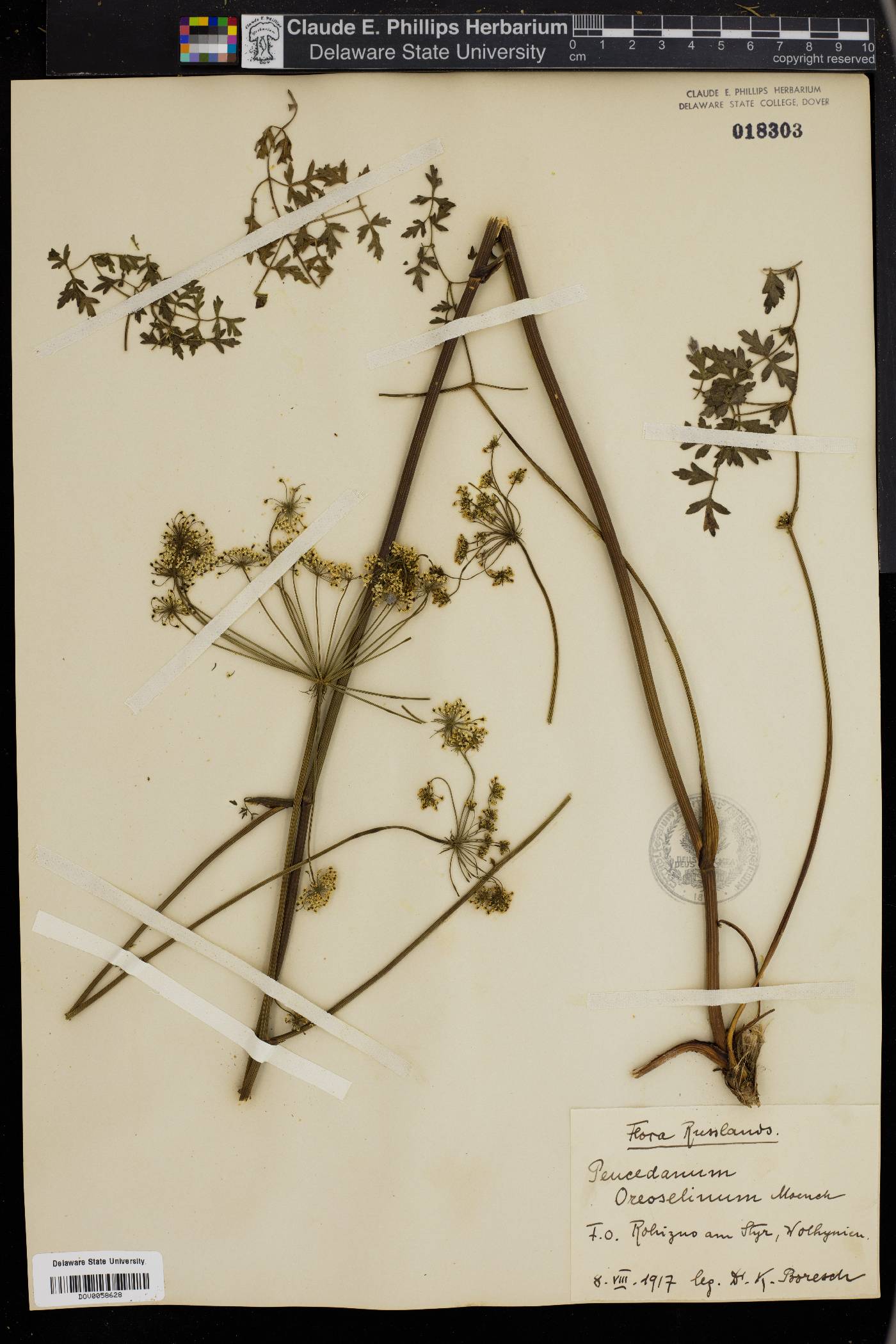 Peucedanum oreoselinum image