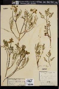 Peucedanum utriculatum image