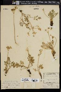 Peucedanum villosum image