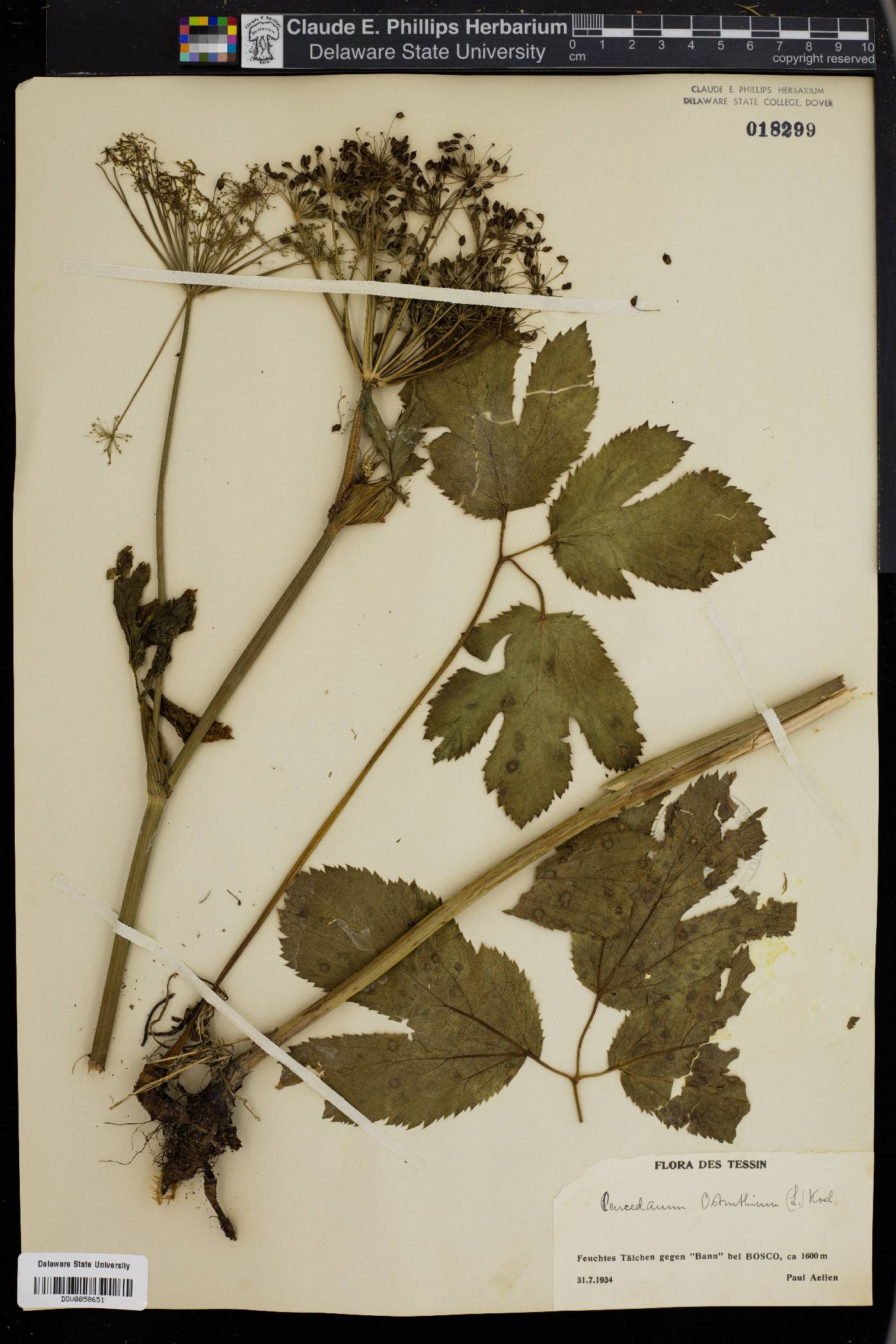 Peucedanum ostruthium image