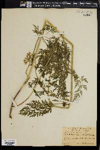 Peucedanum palustre image