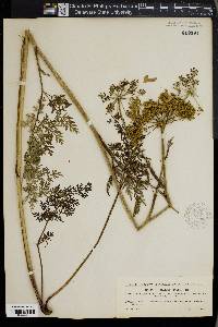 Peucedanum palustre image