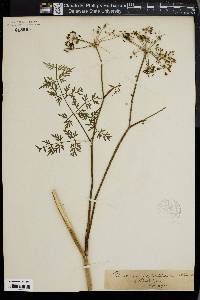 Peucedanum palustre image