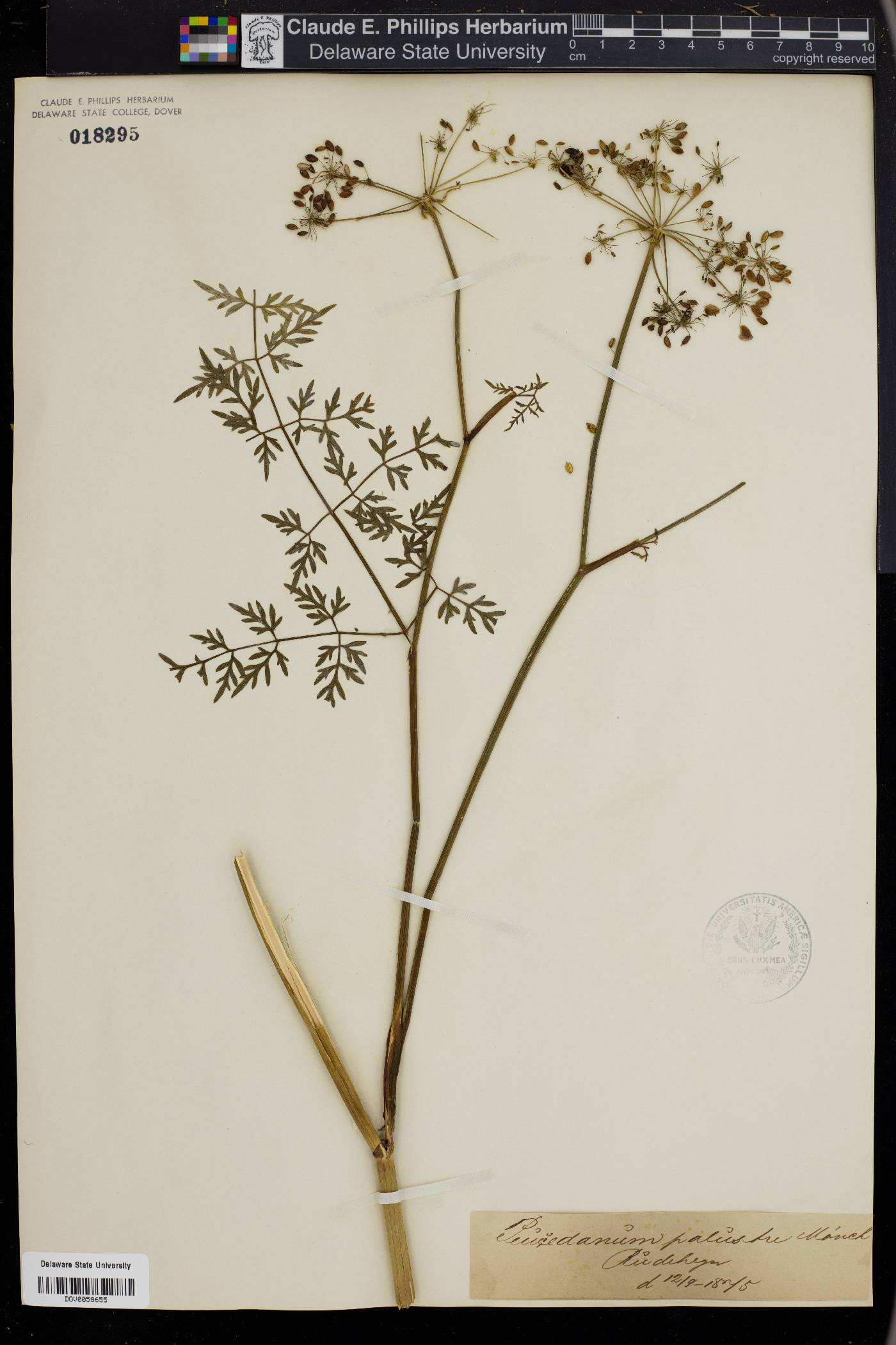 Peucedanum palustre image