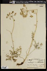 Image of Peucedanum rablense